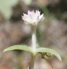 Gomphrena brachystylis