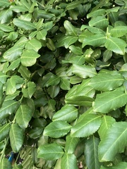 Euonymus