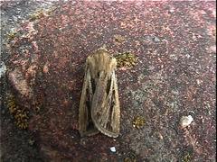 Agrotis innominata