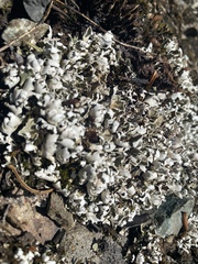 Cladonia symphycarpa