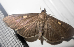 Herpetogramma sphingealis