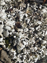 Cladonia symphycarpa