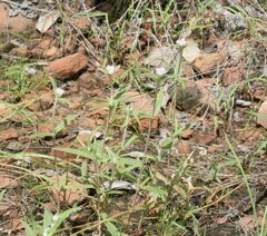 Gomphrena brachystylis