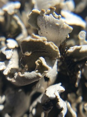 Cladonia symphycarpa