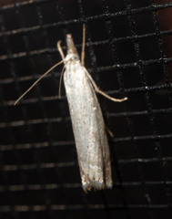 Crambus albellus