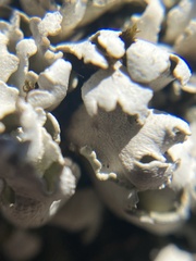 Cladonia symphycarpa