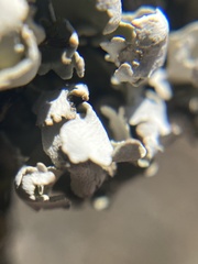 Cladonia symphycarpa