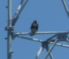 Buteo jamaicensis umbrinus