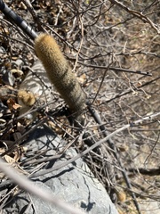 Loxanthocereus acanthurus