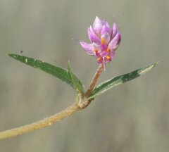 Gomphrena longistyla