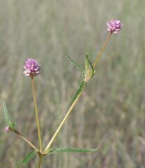 Gomphrena longistyla