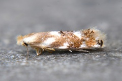 Bucculatrix canadensisella