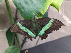 Papilio palinurus