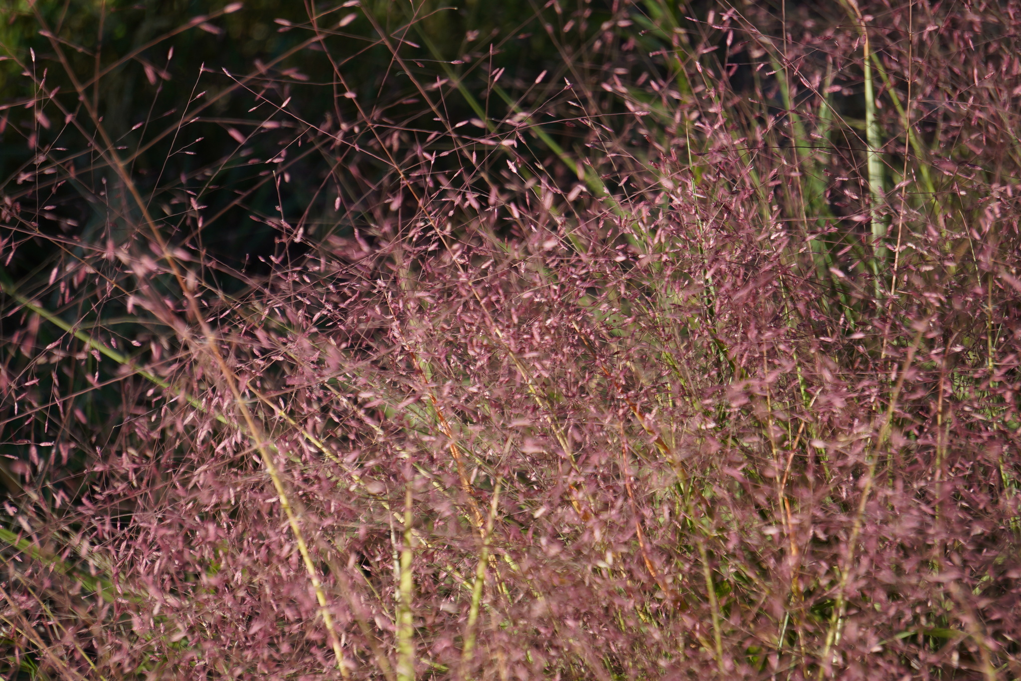 Eragrostis spectabilis