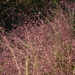Purple Lovegrass - Photo (c) Sara Rall, some rights reserved (CC BY-NC), uploaded by Sara Rall