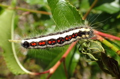 Acronicta quadrata