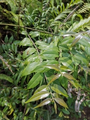Coptosapelta diffusa