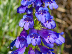 Penstemon glaber alpinus