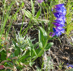 Penstemon glaber alpinus