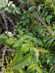 Coptosapelta diffusa