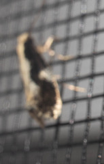 Monopis dorsistrigella