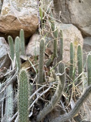 Corryocactus apiciflorus