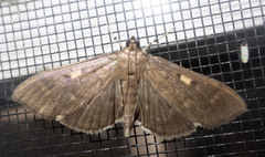 Herpetogramma sphingealis