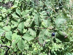 Lonicera nigra