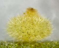 Caryomyia antennata