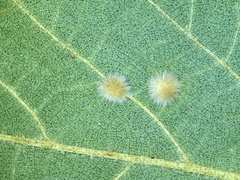 Caryomyia antennata