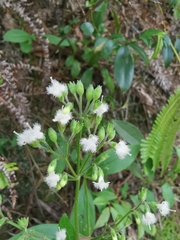 Hedyotis caudatifolia