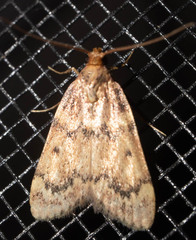 Aglossa disciferalis