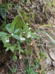 Hedyotis caudatifolia