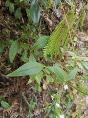 Hedyotis caudatifolia