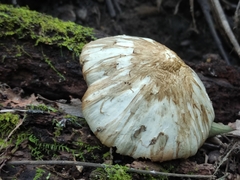 Agaricales