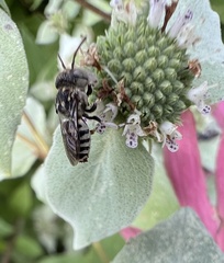 Coelioxys coturnix
