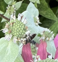 Coelioxys coturnix