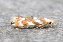 Bucculatrix canadensisella