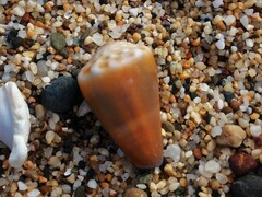 Conus sanguinolentus