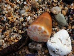 Conus sanguinolentus