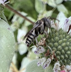 Coelioxys coturnix