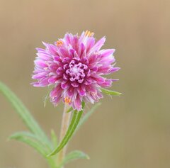 Gomphrena flaccida