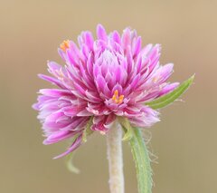 Gomphrena flaccida