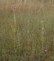Gomphrena flaccida