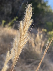 Bothriochloa longipaniculata