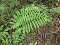 Woodwardia japonica