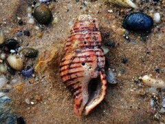 Turrilatirus turritus