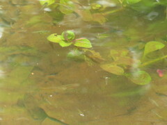 Xiphophorus hellerii