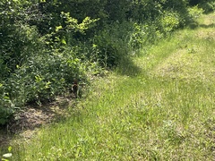 Canachites canadensis