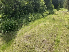 Canachites canadensis